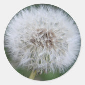 Dandelion Sticker (Voorkant)