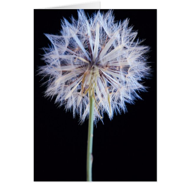 Dandelion (Taraxacum Officinale) zaadkop (Voorkant)