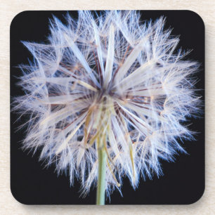 Dandelion (Taraxacum Officinale) zaadkop Bier Onderzetter