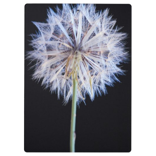 Dandelion (Taraxacum Officinale) zaadkop Klembord (Achterkant)