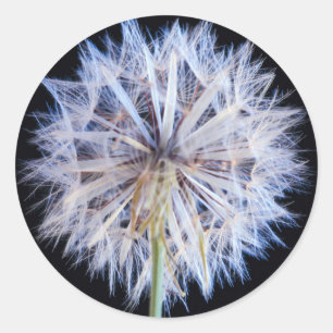 Dandelion (Taraxacum Officinale) zaadkop Ronde Sticker
