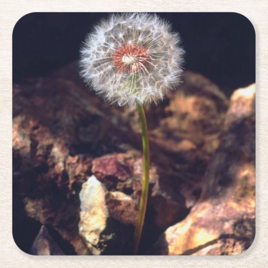 Dandelion Vierkante Kartonnen Onderzetter (Voorkant)