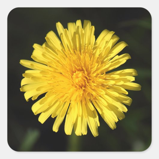Dandelion Vierkante Sticker (Voorkant)