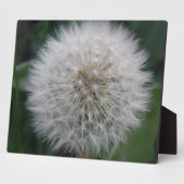 Dandelion Vloed Plaque Fotoplaat (Zijkant)
