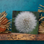 Dandelion Vloed Plaque Fotoplaat (Zijkant)