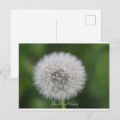 Dandelion voeux Carte postale (Devant / Derrière)