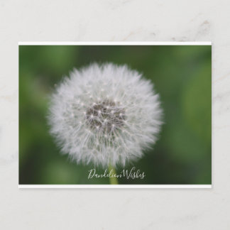 Dandelion voeux Carte postale