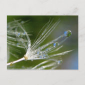 Dandelion With Dew Peaceful, Elegant, Nature Briefkaart (Voorkant)
