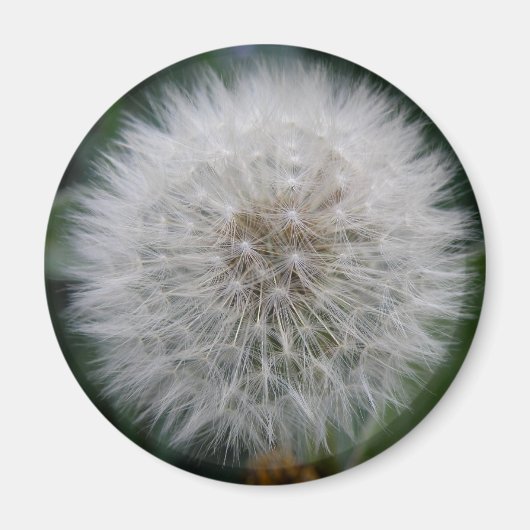 Dandelionbloem Magneet (Voorkant)