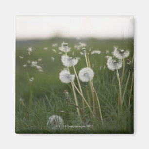 Dandelionen blazen in de wind. magneet