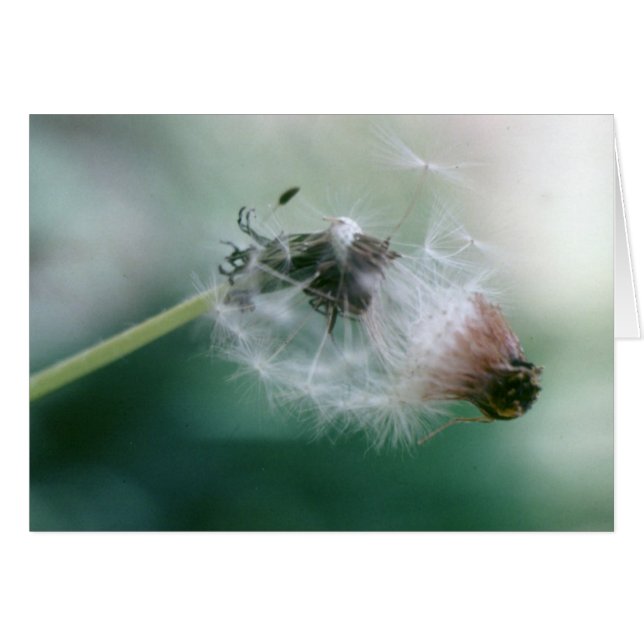 Dandelions (Devant horizontal)