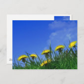 Dandelions Briefkaart (Voorkant / Achterkant)