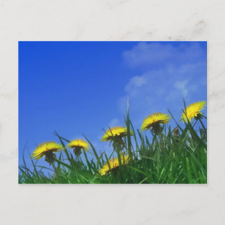 Dandelions Briefkaart