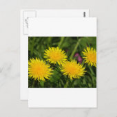Dandelions Briefkaart (Voorkant / Achterkant)