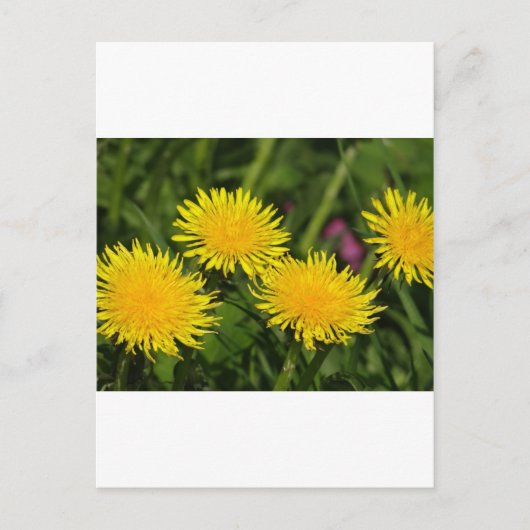 Dandelions Briefkaart (Voorkant)