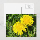 Dandelions Briefkaart (Voorkant / Achterkant)