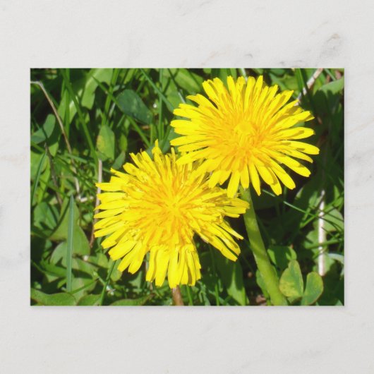 Dandelions Briefkaart (Voorkant)