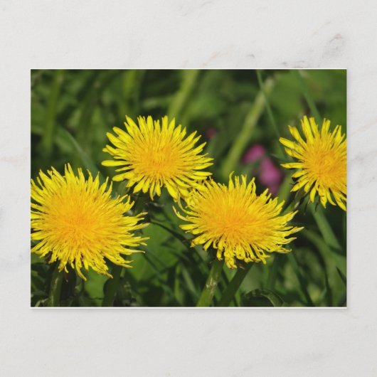 Dandelions Briefkaart (Voorkant)