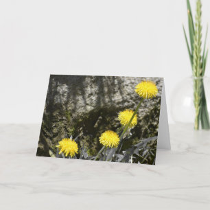Dandelions, carte