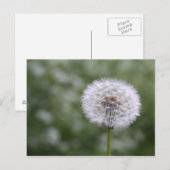 Dandiliion-briefkaart Briefkaart (Voorkant / Achterkant)