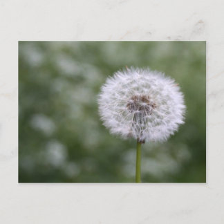 Dandiliion-briefkaart Briefkaart