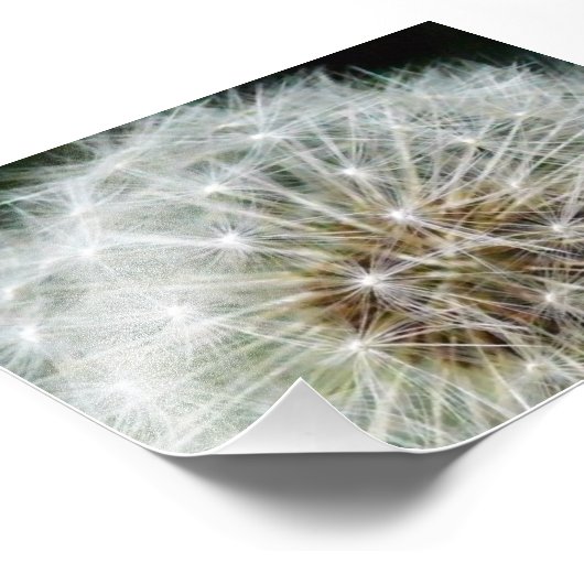 dandilion foto afdruk (Hoek)