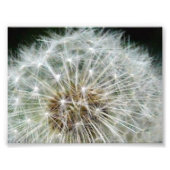 dandilion foto afdruk (Voorkant)