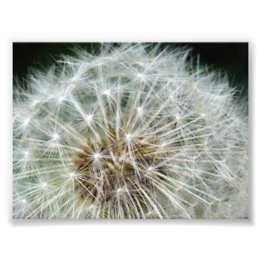 dandilion foto afdruk (Voorkant)