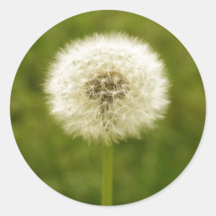 Dandy Lion Ronde Sticker