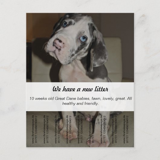 Dane Puppies verkopen Flyer (Voorkant)