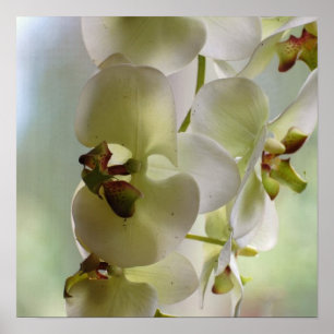 Dangling Orchid Poster