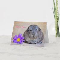Dank je Cavia Kaart Genera Daisy
