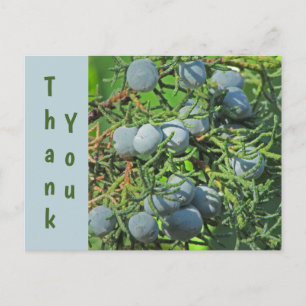 Dank Je Lente Den Appelbes Foto Waardering Briefkaart