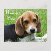 Dank u Beagle Puppy Dog Greeting Post Kaart (Voorkant)