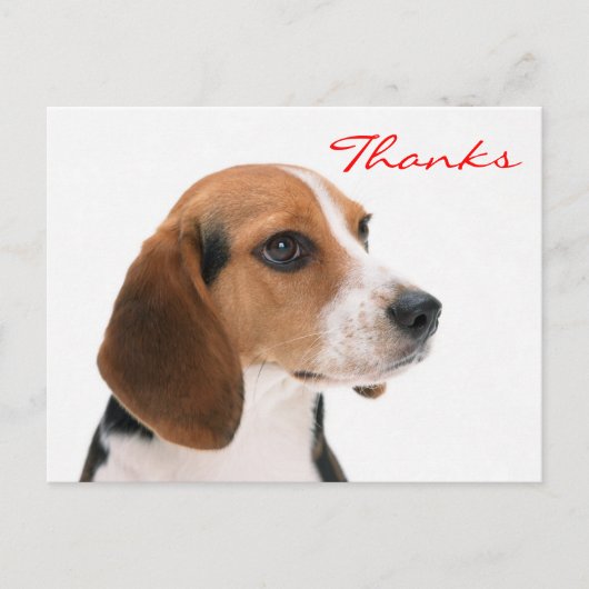 Dank u Beagle Puppy Dog Groeten Briefkaart (Voorkant)