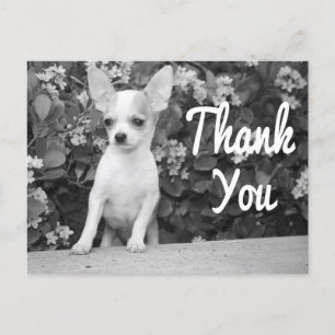 Dank u Chihuahua Puppy Dog Briefkaart