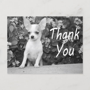 Dank u Chihuahua Puppy Dog Briefkaart