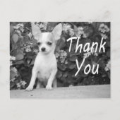 Dank u Chihuahua Puppy Dog Briefkaart (Voorkant)