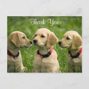 Dank u Golden Retriever Puppies Briefkaart