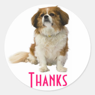 Dank u King Charles Spaniel Puppy Sticker