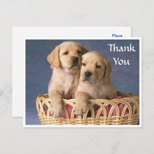 Dank u Labrador Retriever Puppy Post Kaart (Voorkant / Achterkant)