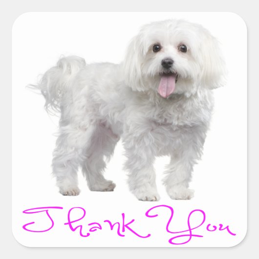 Dank u Maltese Puppy Dog Sticker (Voorkant)