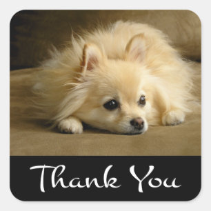 Dank u Pomeranian Puppy Dog Stickers / labels