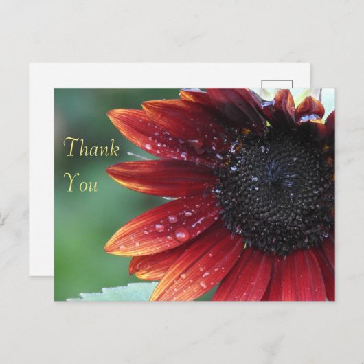 Dank u Rode Zonnebloem Briefkaart (Voorkant / Achterkant)