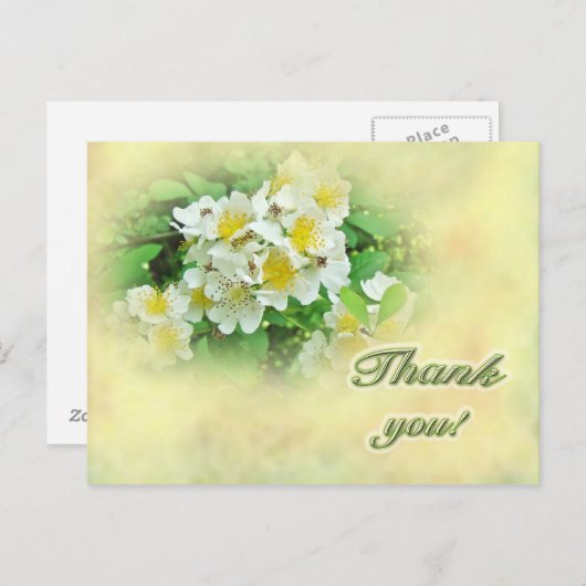 Dank u Rozen Multiflora Briefkaart (Voorkant / Achterkant)