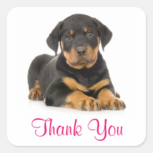 Dank u wel Rottweiler Puppy Dog Greeting Stickers (Voorkant)