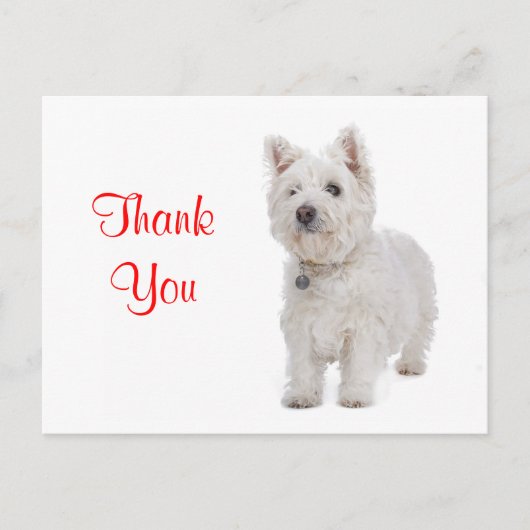 Dank u White Westie Puppy Dog Groeten Briefkaart (Voorkant)