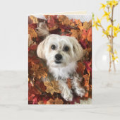 Dankbare Morkie I - Blanco kaart (Gele Bloem)