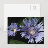 Dans la carte postale de jardin (Devant / Derrière)