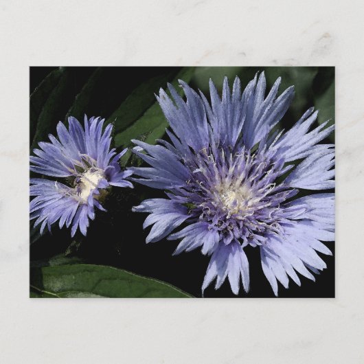 Dans la carte postale de jardin (Devant)